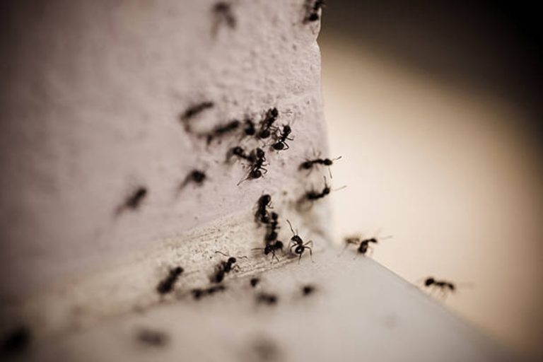 Natural Ways to Get Rid of Ants